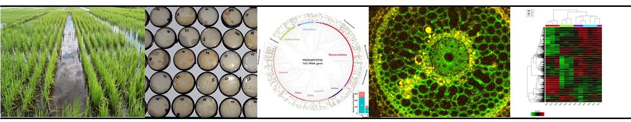 La 1ere: Test d'inoculation de bactéries phytobénéfiques en rizière à Stung Chinit (Cambodge), © IRD, L. Moulin  La 2ième: Collection de bactéries phytobénéfiques du riz, © IRD, L. Moulin  La 3ieme: Arbre phylogénétique du microbiome du blé, © IRD, M. Simonin, 2020  La 4ième: Coupe transversale de racine de riz colonisée par des bactéries fluorescentes, © IRD, A. Wallner  La 5ieme: Dendrogramme de transcriptomes de racines de riz colonisées par des souches de Burkholderia, © IRD, L. Moulin