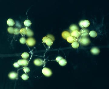Culture in vitro du champignon mycorhizien Rhizophagus irregularis, © Cirad, Hervé Sanguin