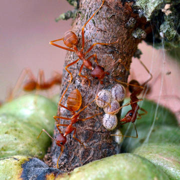 Weaver ants (Oecophylla longinoda) tending scale insects of family Stictococcidae on cocoa pods. Weaver ants are generalist predators that can regulate cocoa pests in plantations.   © Cirad Régis Babin