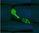 Attack of a rice leaf by the pathogenic fungus Magnaporthe oryzae © INRAE, T. Kroj