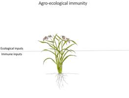 Agro-ecological immunity Elsa Ballini