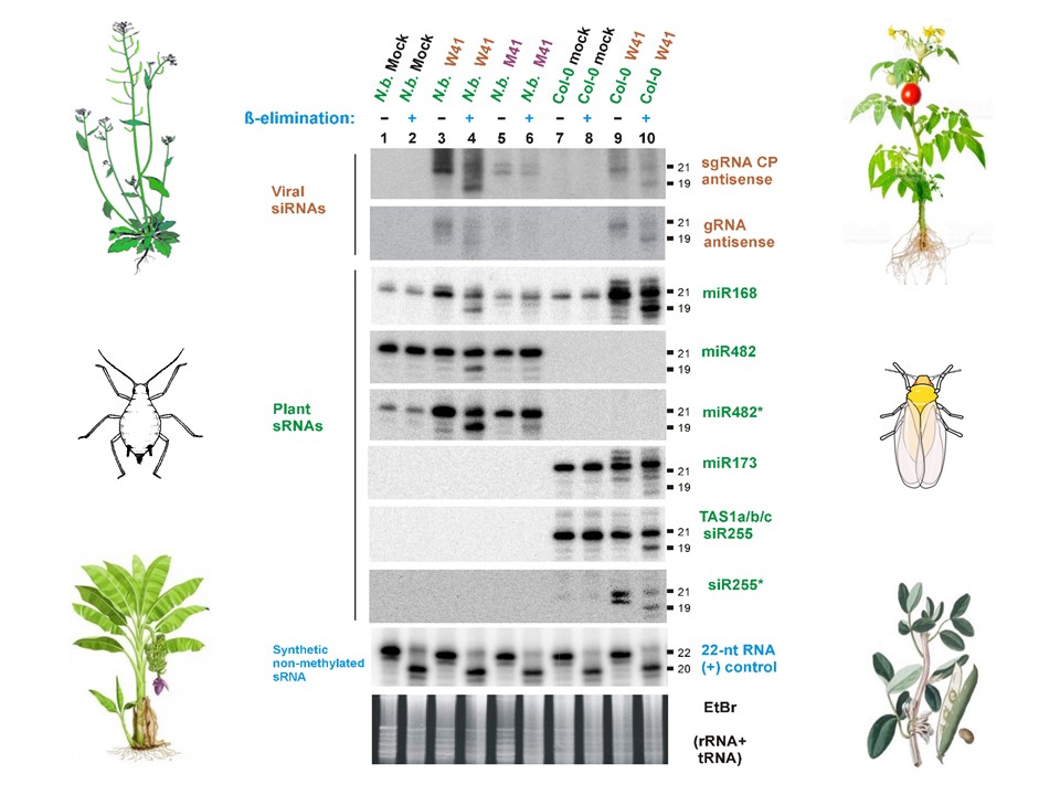 DEFENSIRNA group / Virus-vector-plant interactions - PHIM