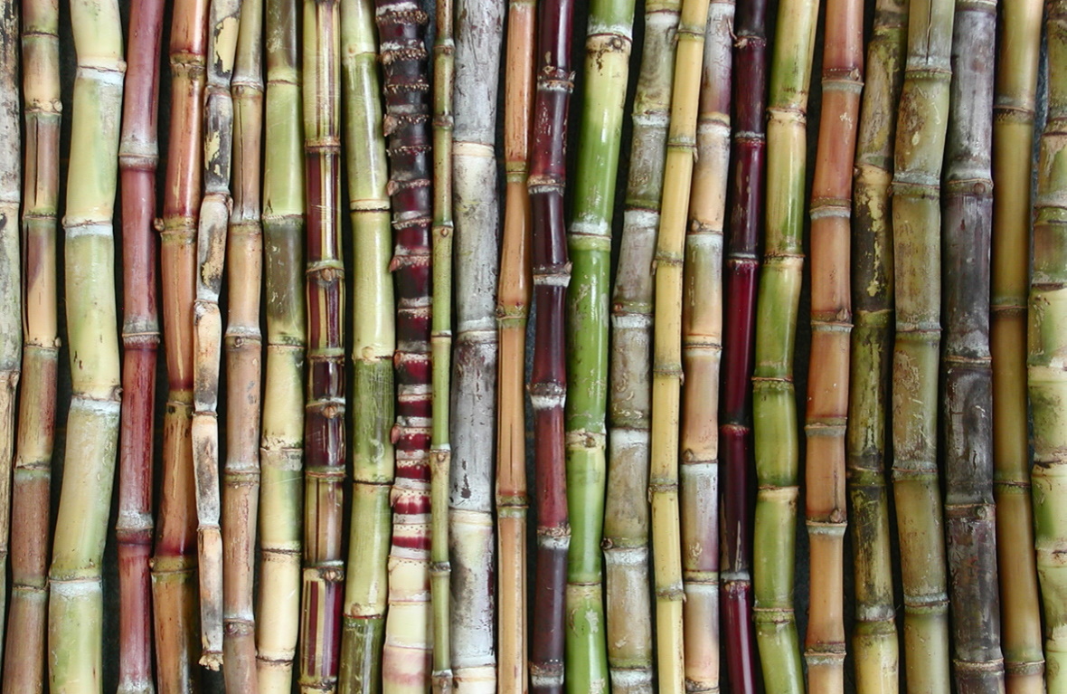 Diversité de variétés de canne à sucre © Cirad, J.Y. Hoarau