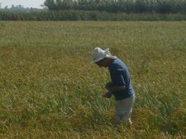 Chercheur en train de chercher dans une rizière lors de la journée du riz !, © E Ballini, 2012